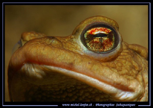The look of a Toad... Que du bonheur... :O)... by Michel Lonfat 